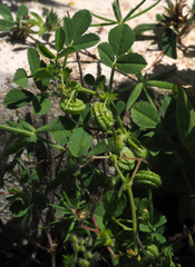 Medicago rugosa