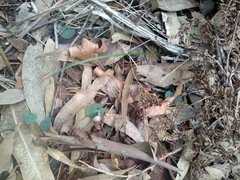 Corybas aconitiflorus