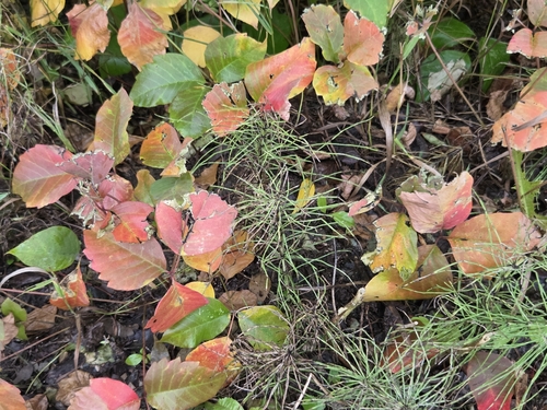western poison ivy