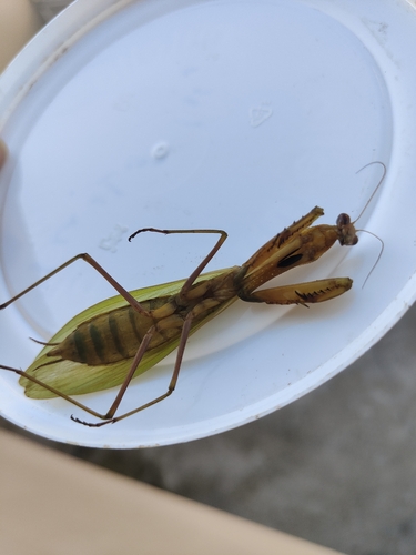European Mantis