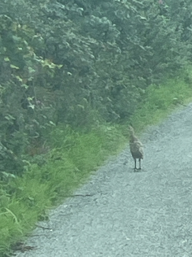 Ring-necked Pheasant