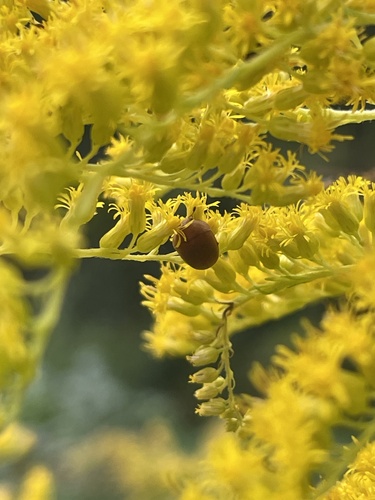 Cychramus luteus