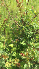 Crataegus