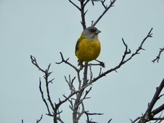 Phrygilus