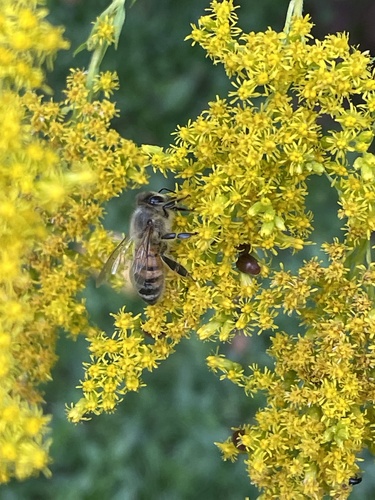 Western Honey Bee