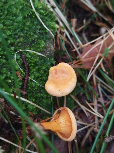 False Chanterelle