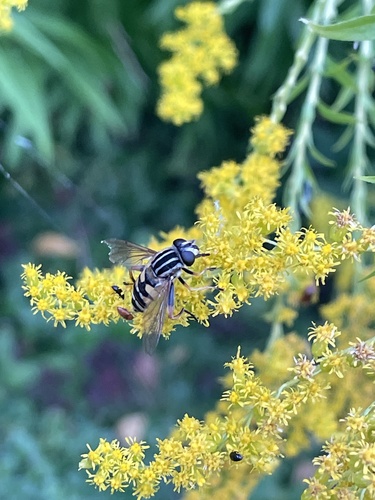 Sun Fly