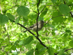 Fringilla coelebs
