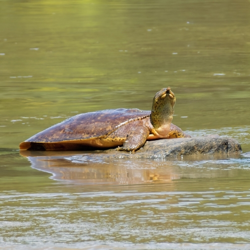 Spiny Softshell