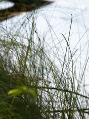 Carex lasiocarpa, photograph author not stated, no rights reserved