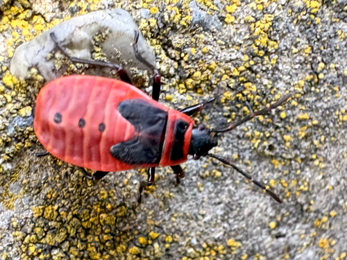 European Firebug
