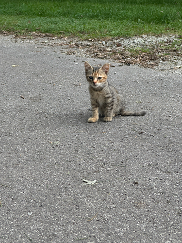 Domestic Cat