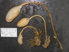Boltenia ovifera