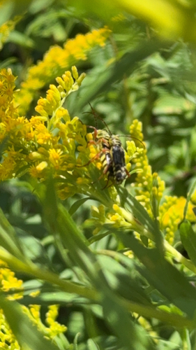 Locust Borer