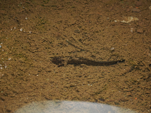 Channa maculata observed 2026-09-05