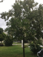 Robinia pseudoacacia