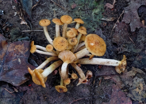 Ringless Honey Mushroom