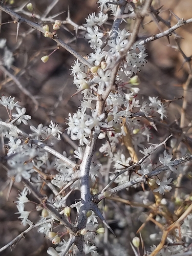 Asparagus albus, photograph 2