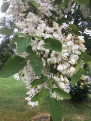 Robinia pseudoacacia