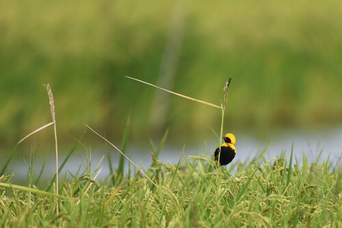 iNaturalist image