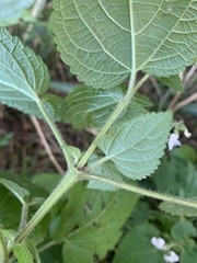 Equilabium laxiflorum