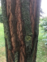 Robinia pseudoacacia