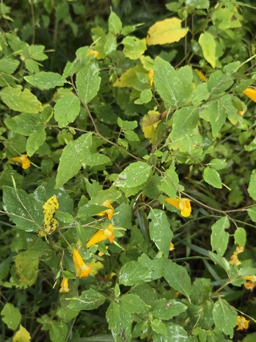 common jewelweed