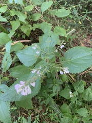 Equilabium laxiflorum