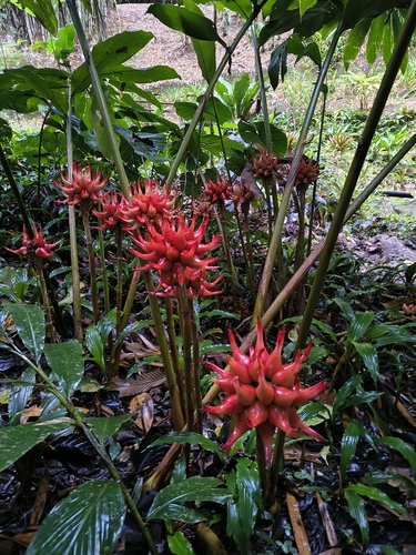 Etlingera venusta, 2026-07-03