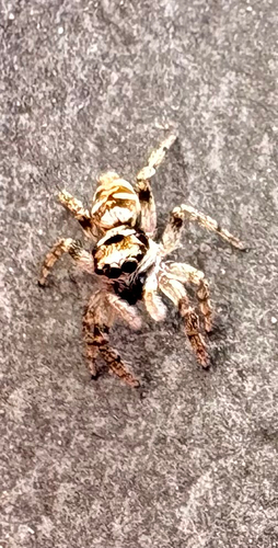 Zebra Jumping Spider