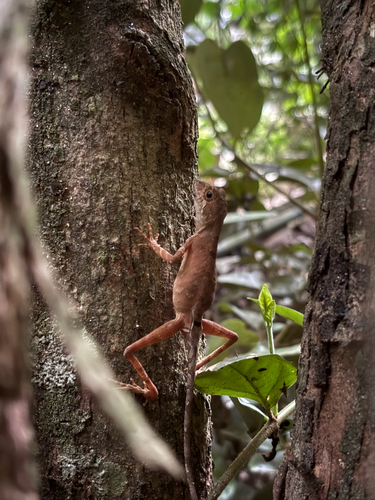 Sri Lanka Kangaroo Lizard