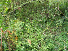 Ranunculus multifidus
