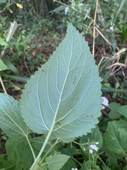 Equilabium laxiflorum