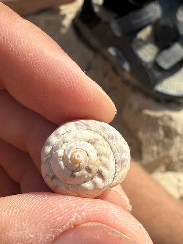 Gibbula magus observed 2026-09-05