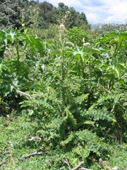 Carduus nyassanus