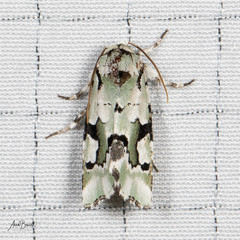 Emarginea percara