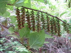 Stachyurus praecox