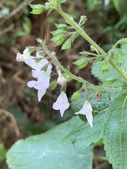 Equilabium laxiflorum