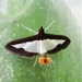 Cucumber Moth - Photo (c) Rajeevan, some rights reserved (CC BY-NC), uploaded by Rajeevan