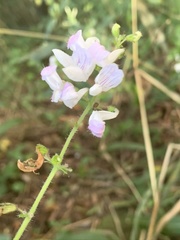 Equilabium laxiflorum