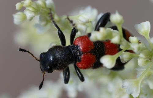 Bee-eating Beetle