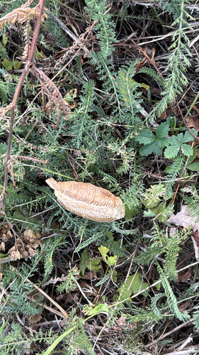 European Mantis