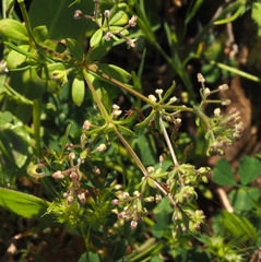 Galium judaicum