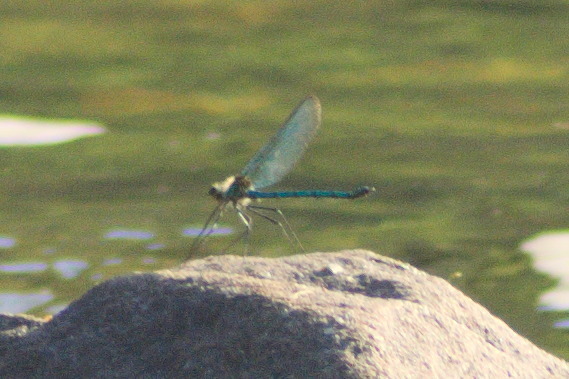 Appalachian Jewelwing