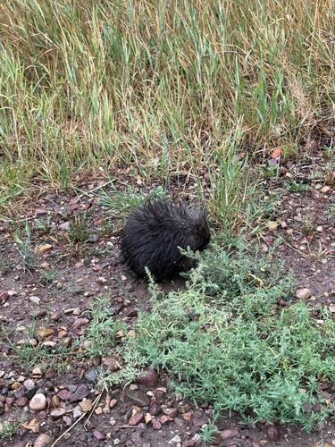 North American Porcupine