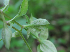 Peronospora arenariae