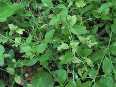 Peronospora arenariae