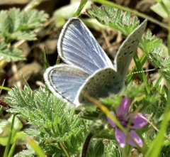 Icaricia icarioides missionensis