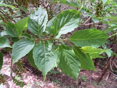 Stachyurus praecox