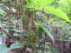 Stachyurus praecox